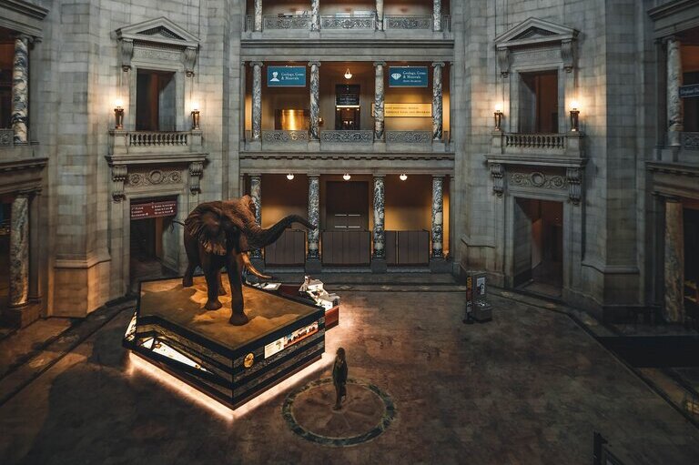 Elephant museum room