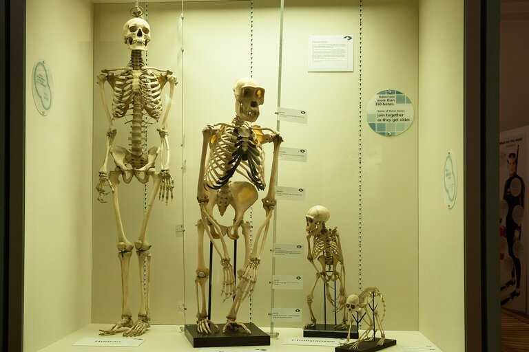 Skeleton image